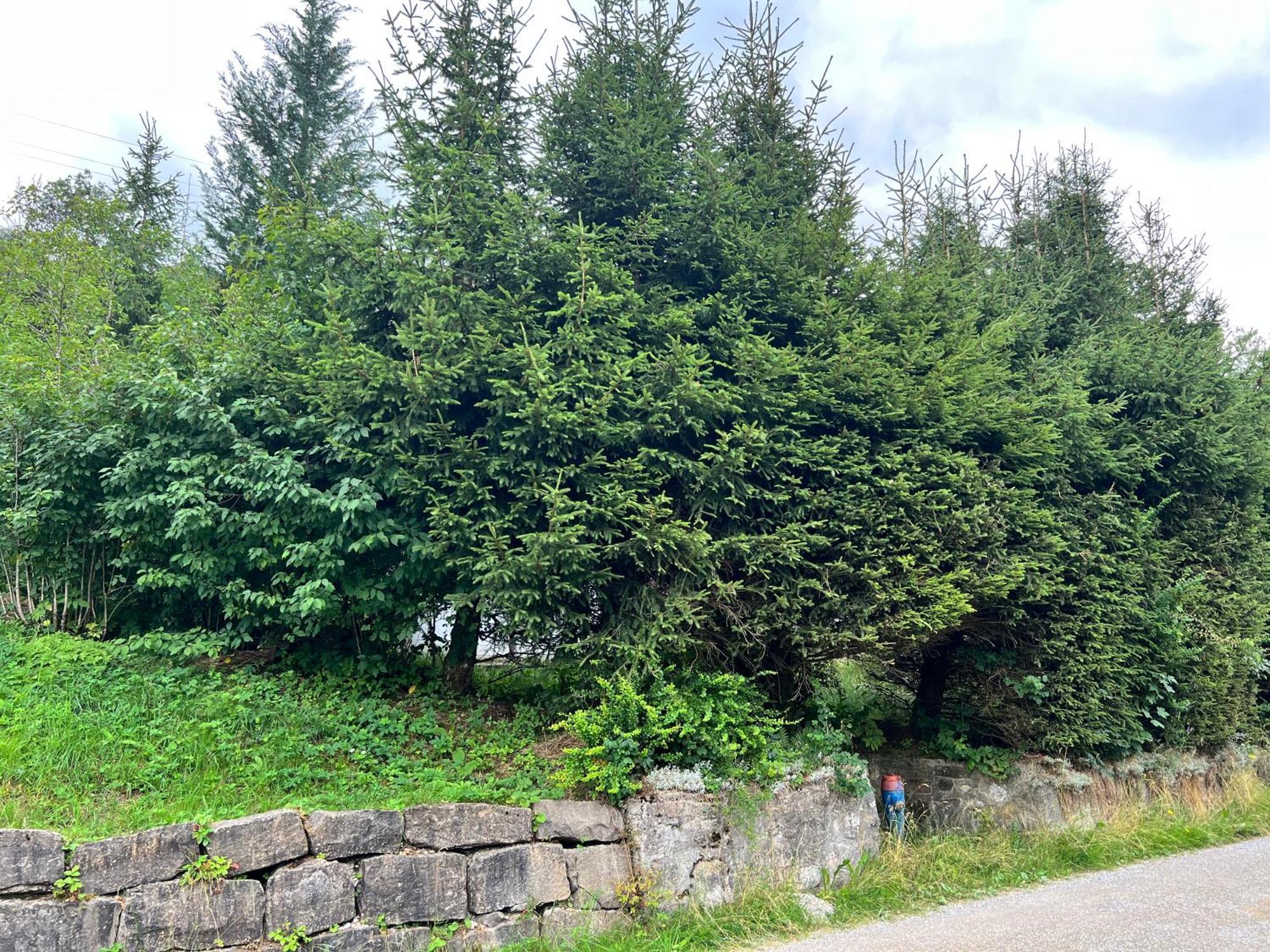 Hildegard * Plaffeien